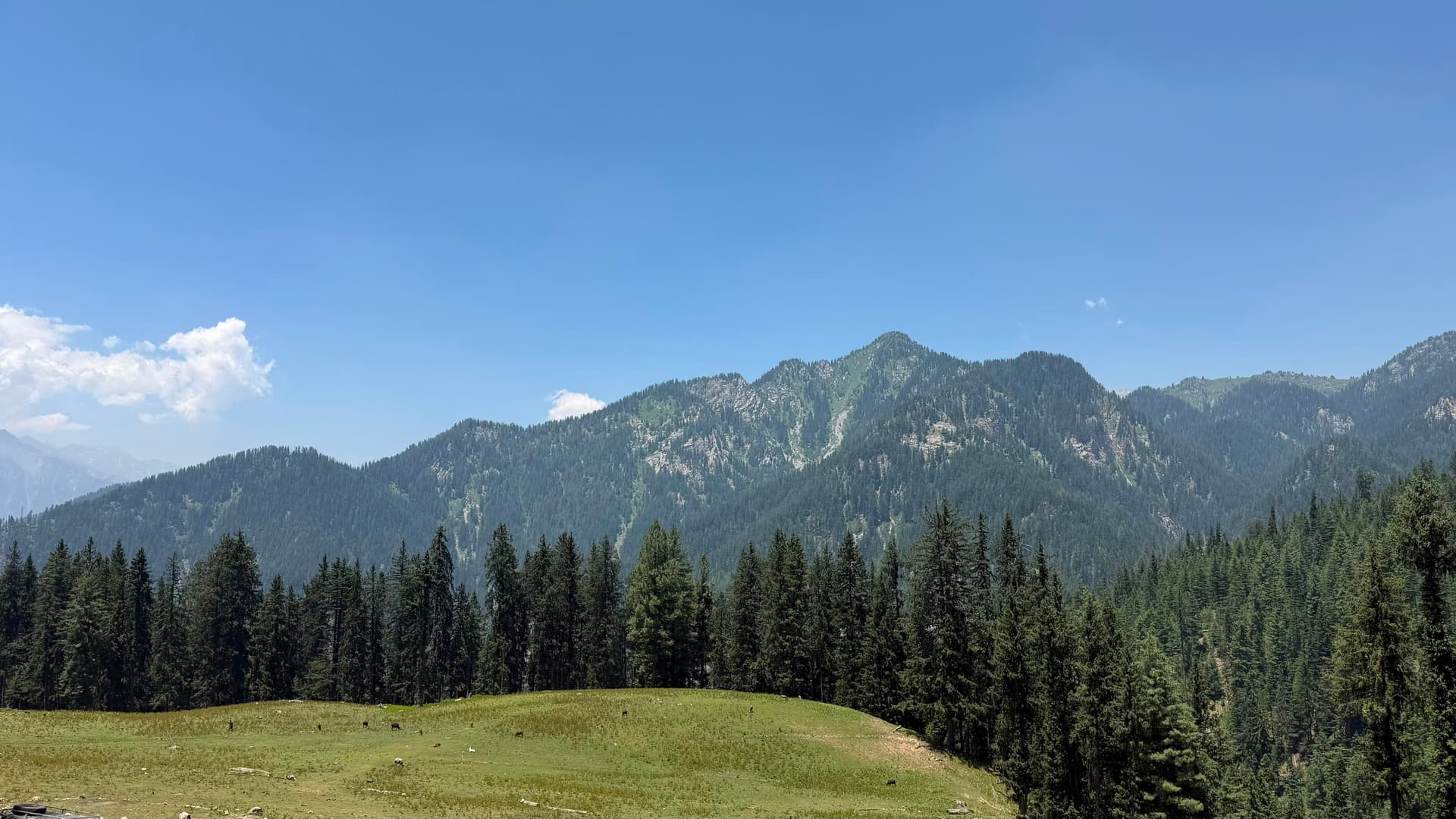 Natural notheren Pakistan tourist place view of mountain covered with green pine trees